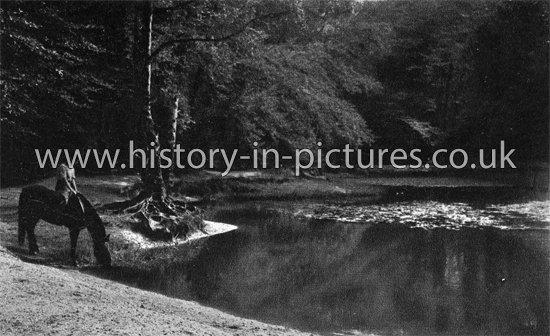 Horse drinking from a Pond, Epping Forest, Essex. c.1930's